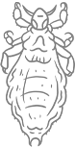 Weibliche erwachsene Laus 